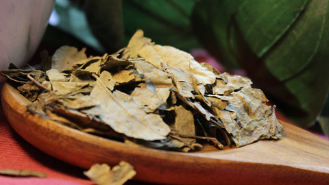 Curry Leaf - Sweet Neem
