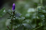 Bellflower Seeds - Grow your own Herbs !