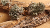 Usnea - Whole Lichen's from the Appalachian Mountains