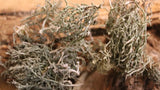 Usnea - Whole Lichen's from the Appalachian Mountains