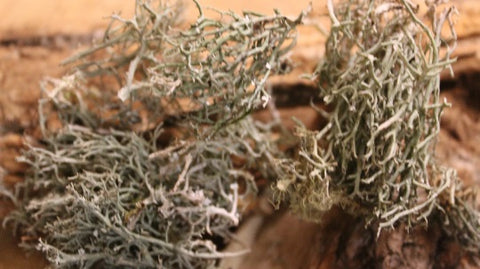 Usnea - Whole Lichen's from the Appalachian Mountains