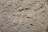 Boneset Powder