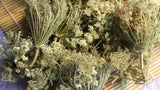 Queen Annes Lace Flower, Dried - Wild Harvested in the Appalachian Mountains