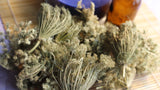 Queen Annes Lace Flower, Dried - Wild Harvested in the Appalachian Mountains