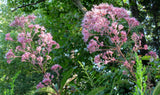 Joe Pye Weed seeds - Grow your own Herbs!!