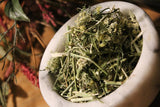 Queen Annes Lace