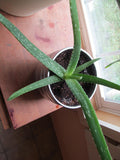 Aloe Vera Leaf Powder