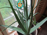 Aloe Vera Leaf Powder