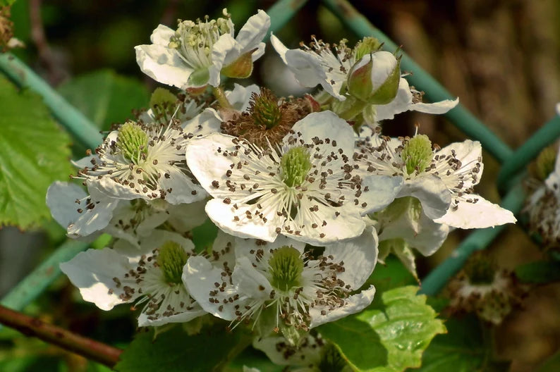 Blackberry Flower Leaf Tea – Tame the Spirit