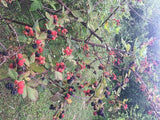 Red Mulberry Leaf Tea with Blackberries - Mulberry Extract Tea