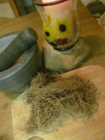 Blue Cohosh Root - Wild Harvested in the foothills of the Appalachian Mountains