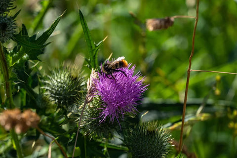 Bull Thistle Seeds - Grow your own Herbs!