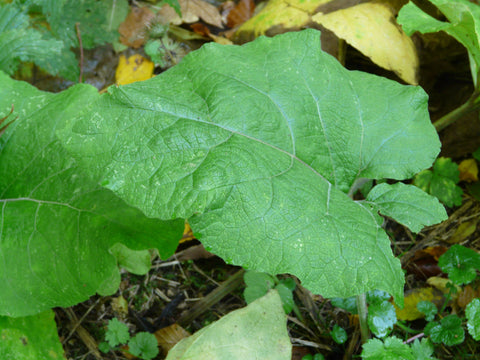 Burdock Seeds - Grow your own Herbs!