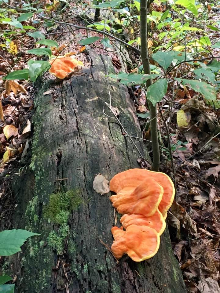 Chicken of the Woods Mushroom Seasoning – HaaShrooms