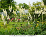 Black Cohosh Seeds - Grow your own Herbs