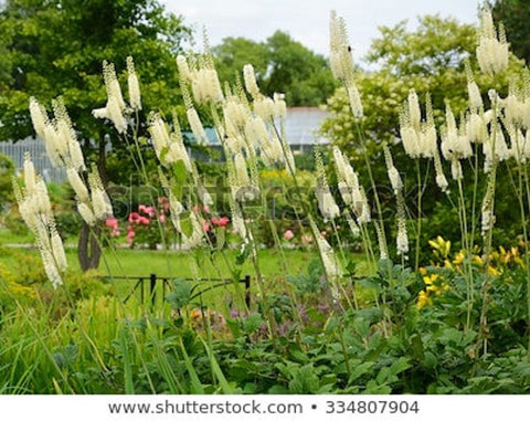 Black Cohosh Seeds - Grow your own Herbs