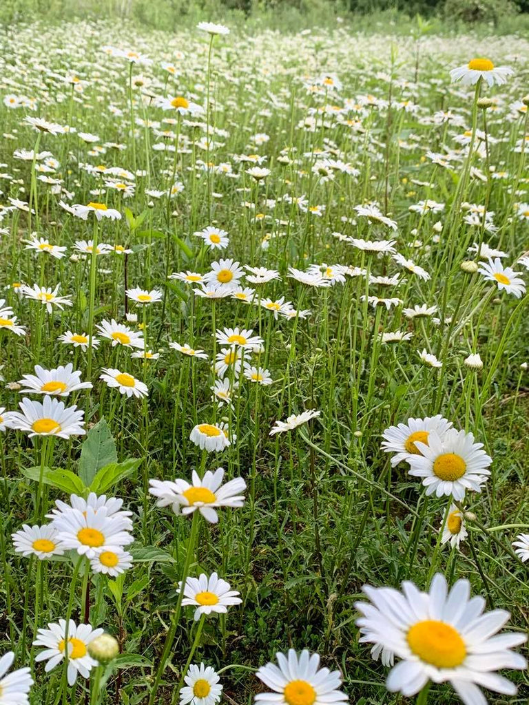 Dried Daisy Flowers Daisies Bellis Perennis organic tea