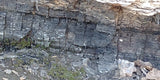 Lignite Coal, Specimans from Deep Forest Abandoned Mine