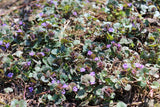 Ground Ivy Herb,  Appalachian Mountains Wild Harvest