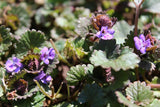 Ground Ivy Herb,  Appalachian Mountains Wild Harvest