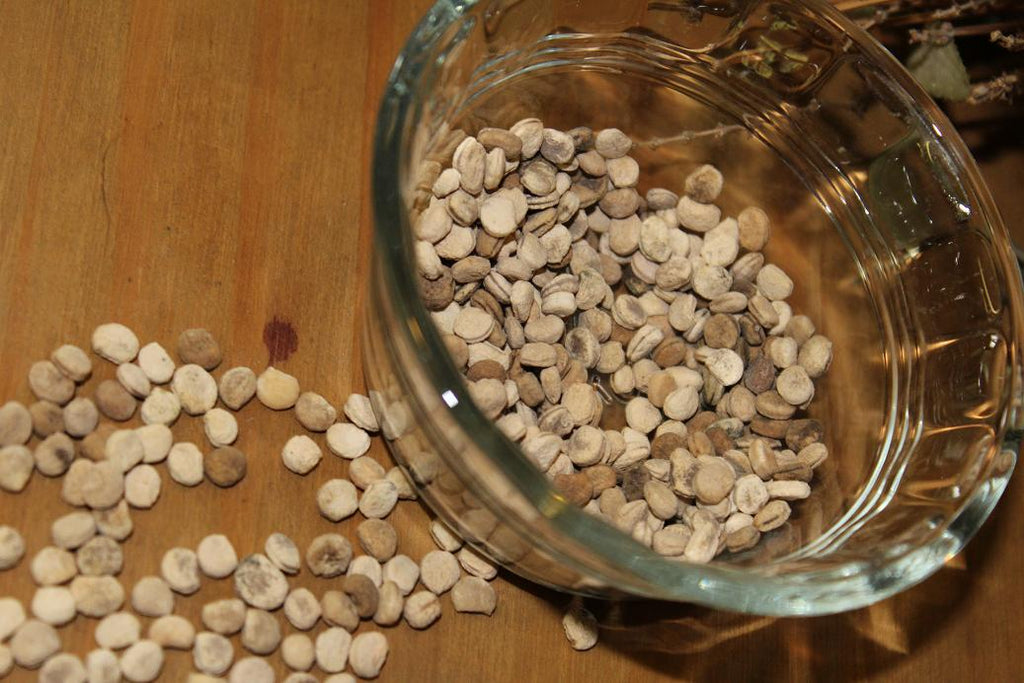 plant ginseng seeds Ginseng Seeds