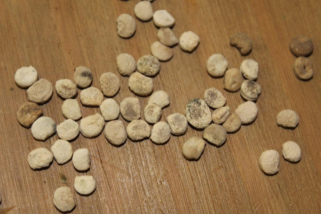 ginseng plant seeds for sale Ginseng Seeds