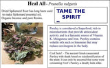 Heal All Tea - Self Heal Herb, Wild Harvest