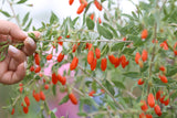 Goji Berry Seeds - Grow your own Fruit !