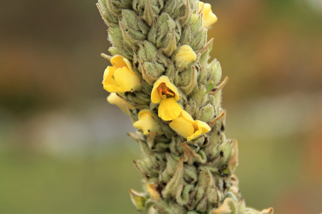 planting mullein seeds Mullein Seeds