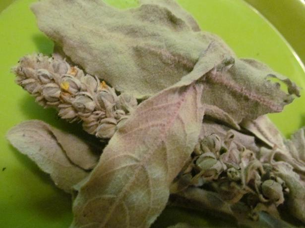 mullein plant seeds Mullein Seeds