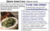 Queen Annes Lace