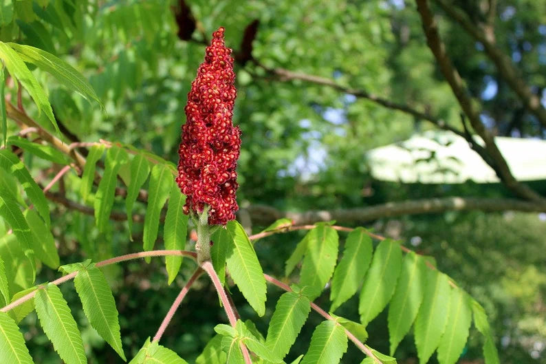 planting sumac seeds Sumac Tree Seeds