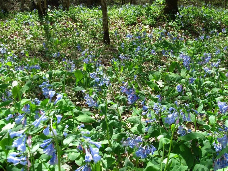 planting bluebells from seed Virginia bluebells Seeds