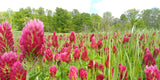 Crimson Clover Seeds - Grown your own Herbs!