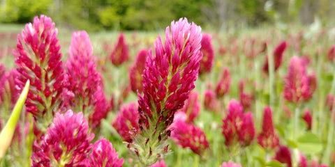 Crimson Clover Seeds - Grown your own Herbs!
