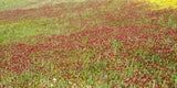 Crimson Clover Seeds - Grown your own Herbs!