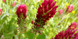 Crimson Clover Seeds - Grown your own Herbs!