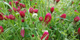 Crimson Clover Seeds - Grown your own Herbs!