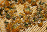 Dandelion Flower - Wild Harvested Spring 2026