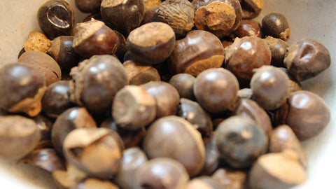 guarana plant seeds Guarana Seeds, Whole – Tame the Spirit