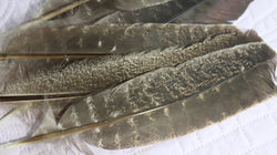 Wild Turkey Feathers