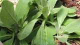 Mullein Leaf Powder