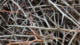 Honey Locust Thorns - Beautiful Whole thorns of Various lengths and Shades