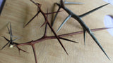 Honey Locust Thorns - Beautiful Whole thorns of Various lengths and Shades
