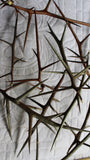 Honey Locust Thorns - Beautiful Whole thorns of Various lengths and Shades
