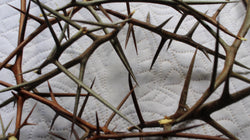 Honey Locust Thorns - Beautiful Whole thorns of Various lengths and Shades