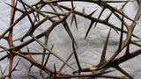 Honey Locust Thorns - Beautiful Whole thorns of Various lengths and Shades