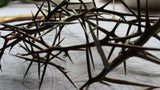 Honey Locust Thorns - Beautiful Whole thorns of Various lengths and Shades
