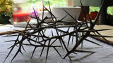 Honey Locust Thorns - Beautiful Whole thorns of Various lengths and Shades