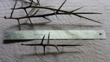Honey Locust Thorns - Beautiful Whole thorns of Various lengths and Shades